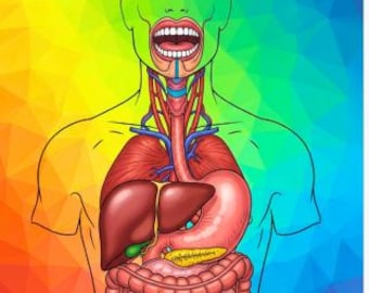 Digestive System: The Human Anatomy Coloring Book