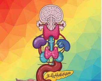 Endocrine System: The Human Anatomy Coloring Book