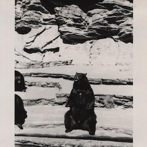 Found Photo Brown Bear at City Park Denver CO Original Vernacular Snapshot