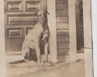 Vintage Photo "Duke the Dog" Original Vernacular Snapshot