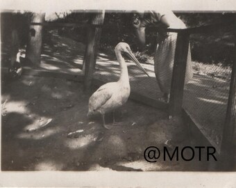 Found Photo "Meet Me at the Fence" Original Vernacular Snapshot Photograph