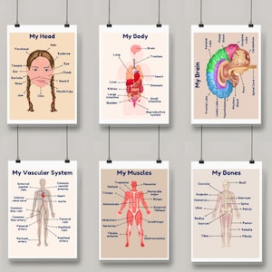 Realistic Anatomy Posters for Kids - Digital Download