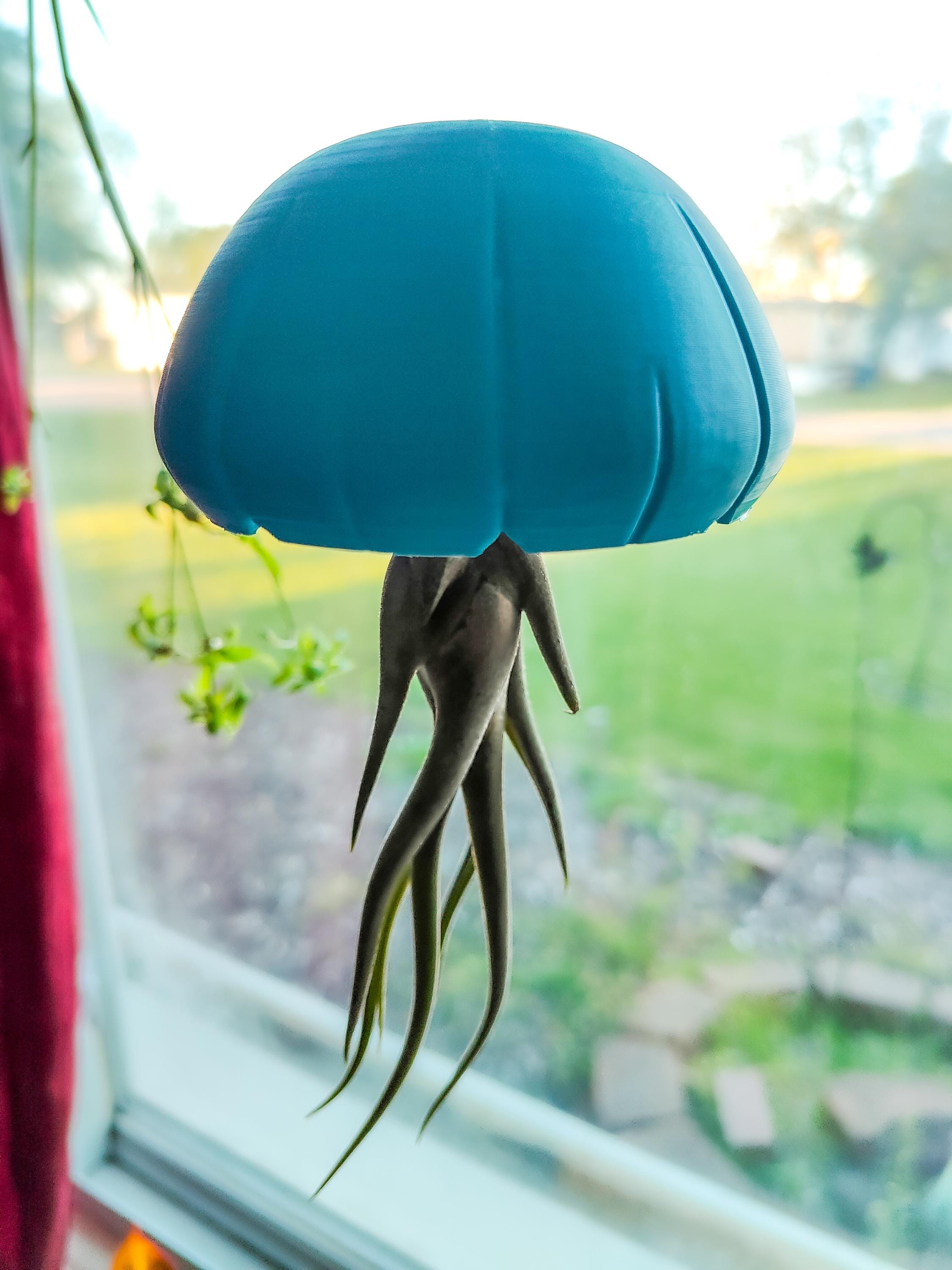 Air plant jellyfish - Etsy 日本