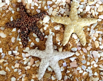 3 Starfish Tiles