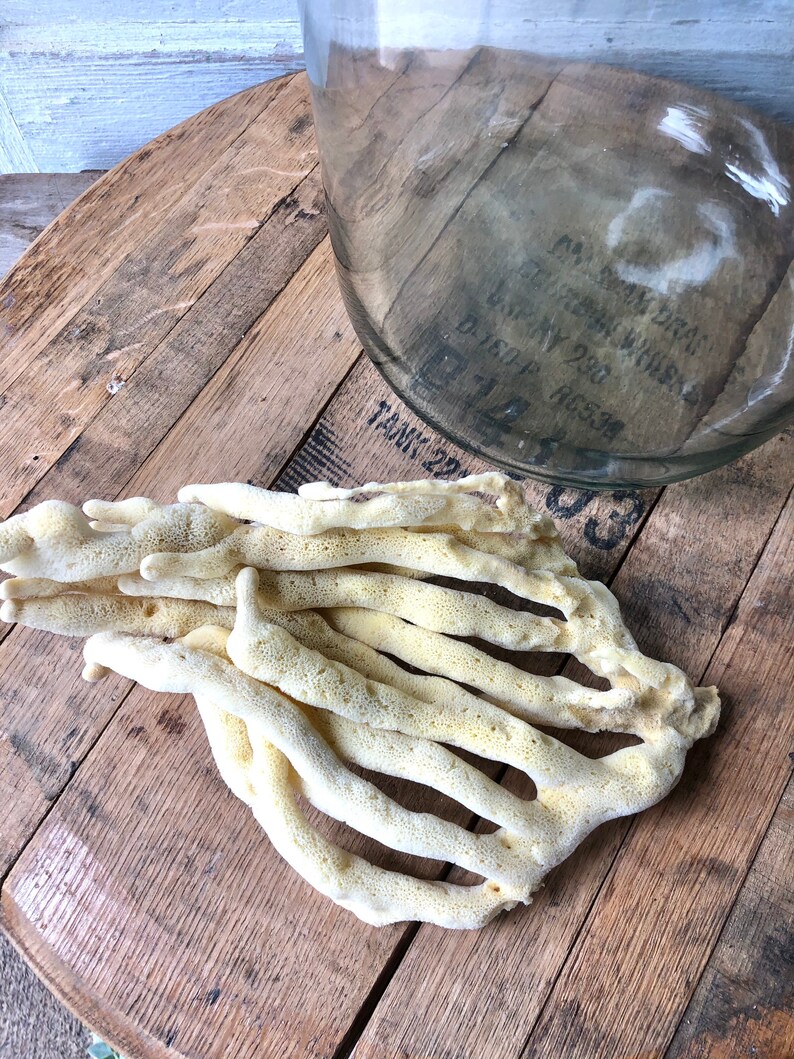 Natural Sea Finger Sponge Marine Life Etsy