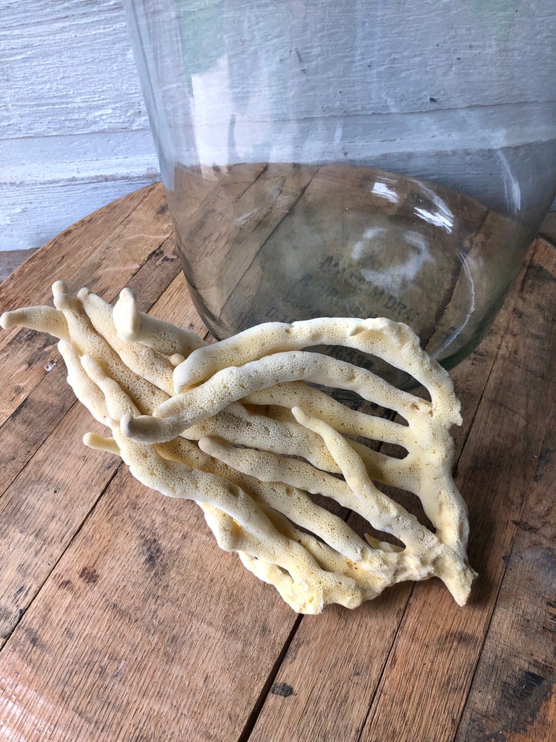 Natural Sea Finger Sponge Marine Life Etsy
