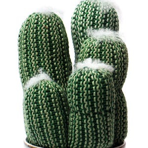Old Man Cactus