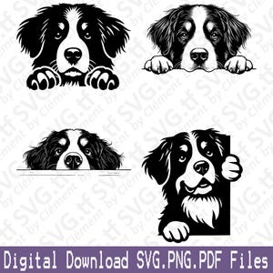 Berner Sennenhund gucken. SVG PNG PDF Dateien. Niedlich, Sitzen, Liegen, Kopf, Clipart, Schnitt, Gravieren, Laser, Cricut, Silhouette.