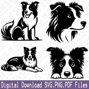 May include: Four black and white border collie dog illustrations. The first image shows a border collie sitting with its tongue sticking out. The second image shows a border collie's head and shoulders. The third image shows a border collie lying down. The fourth image shows a border collie's head peeking over a surface.