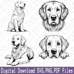 Golden Retriever. File SVG PNG PDF. Cane carino seduto sdraiato che fa capolino dalla testa Clipart vettoriale Stampa Taglio Incisione Laser Cricut Silhouette.