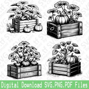 Pompoenplant In Een Houten Planter. SVG png-pdf-bestanden. Tuin natuur groentepot Vector Clipart Print gesneden graveren laser Cricut silhouet.