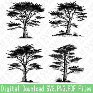 Pino di Monterey. File SVG PNG PDF. Foresta Giardino Natura Marittimo Vettore Clipart Stampa Taglio Incisione Laser Cricut Silhouette.