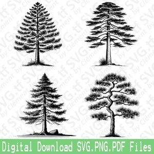 Pino. File SVG PNG PDF. Foresta Giardino Natura Marittimo Monterey Aleppo Vettore Clipart Stampa Taglio Incisione Laser Cricut Silhouette.