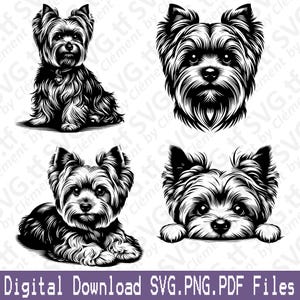 May include: A digital download graphic featuring four black and white illustrations of a Yorkshire Terrier. The images include a full body, a head, and two variations of the dog's face. The text "Digital Download SVG.PNG.PDF Files" is at the bottom.