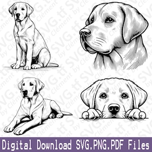Può includere: Quattro illustrazioni in bianco e nero di cani Labrador Retriever. La prima immagine mostra un cane seduto con la testa girata di lato. La seconda immagine mostra la testa e il collo di un cane. La terza immagine mostra un cane sdraiato. La quarta immagine mostra un cane che guarda sopra una superficie con le zampe sulla superficie.