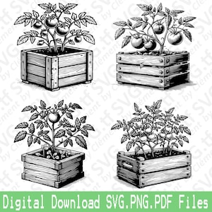Eine Tomatenpflanze im Pflanzgefäß aus Holz. SVG PNG PDF Dateien. Garten Natur Gemüse Topf Vektor Clipart Print Cut Gravieren Laser Cricut Silhouette.