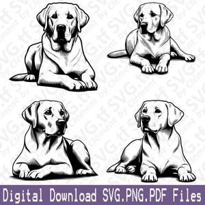 May include: Four black and white illustrations of Labrador Retrievers in different poses. Each dog is lying down with its head turned to the side. The illustrations are simple and detailed, with a focus on the dogs' features.