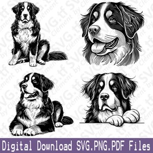 Berner Sennenhund. SVG PNG PDF Dateien. Niedlich, Sitzen, Liegen, Spähen, Kopf, Kopf, Clipart, Schneiden, Gravieren, Laser, Cricut, Silhouette.