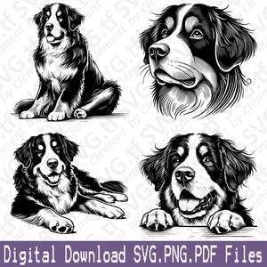 Berner Sennenhund. SVG PNG PDF Dateien. Niedlich, Sitzen, Liegen, Spähen, Kopf, Kopf, Clipart, Schneiden, Gravieren, Laser, Cricut, Silhouette.