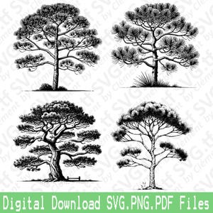 Pino marittimo. File SVG PNG PDF. Foresta Giardino Natura Monterey Vettore Clipart Stampa Taglio Incisione Laser Cricut Silhouette.