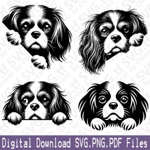 Cavalier King Charles Spaniel asomando. Archivos SVG, PNG y PDF. Perro sentado con la cabeza acostada. Clipart vectorial para imprimir, cortar, grabar, láser, Cricut, silueta.