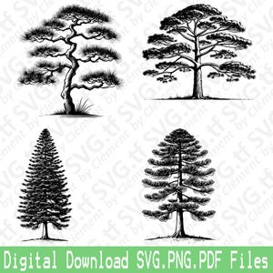 Pino. File SVG PNG PDF. Foresta Giardino Natura Marittimo Monterey Aleppo Vettore Clipart Stampa Taglio Incisione Laser Cricut Silhouette.