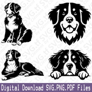 Berner Sennenhund. SVG PNG PDF Dateien. Niedlich, Sitzen, Liegen, Spähen, Kopf, Kopf, Clipart, Schneiden, Gravieren, Laser, Cricut, Silhouette.