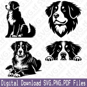 Berner Sennenhund. SVG PNG PDF Dateien. Niedlich, Sitzen, Liegen, Spähen, Kopf, Kopf, Clipart, Schneiden, Gravieren, Laser, Cricut, Silhouette.