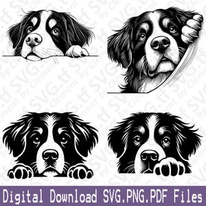 Berner Sennenhund gucken. SVG PNG PDF Dateien. Niedlich, Sitzen, Liegen, Kopf, Clipart, Schnitt, Gravieren, Laser, Cricut, Silhouette.