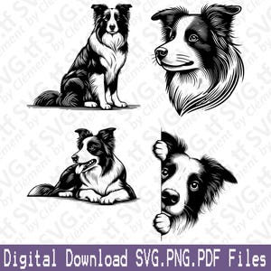 May include: Four black and white illustrations of a Border Collie dog. The first image shows the dog sitting, the second shows the dog's head, the third shows the dog lying down, and the fourth shows the dog peeking around a corner.