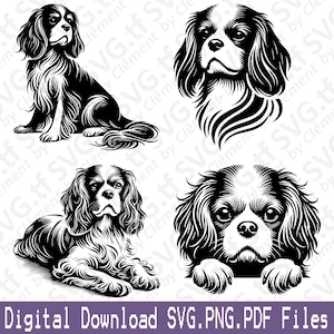 Cavalier King Charles Spaniel. File SVG PNG PDF. Cane seduto sdraiato che fa capolino dalla testa Clipart vettoriale Stampa Taglio Incisione Laser Cricut Silhouette.