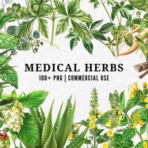 Medical Herb Clipart, Healing Plant PNG, Botanical Illustration Set, Herbal Remedy Art, Natural Medicine Clipart, Apothecary Herb Collection