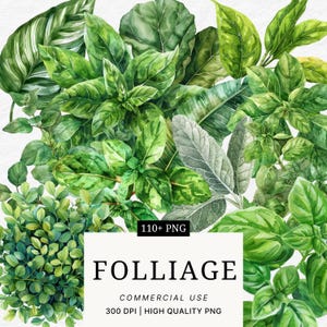 May include: Watercolor illustration of various green foliage, including basil, sage, and other leafy plants. The image features a variety of textures and shades of green, with a white background. The text "FOLIAGE" is displayed in a bold font.