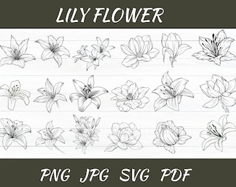Lily Name / Flower -- Digital Design -- PNG + SVG Download - Etsy