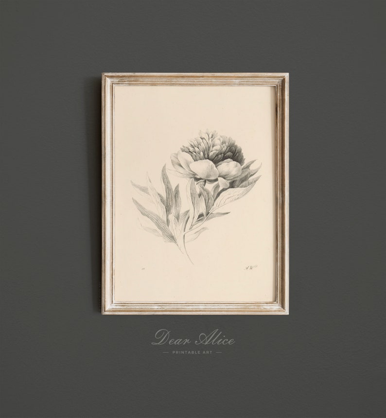 Cottage Botanical Art Print of a blooming flower drawn with graphite pencil on ivory paper and framed in a White Washed Picture Frame | Dear Alice Printable Art