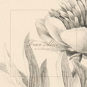 Close up of a Botanical Drawing. Graphite sketch on cream paper. | Dear Alice Printable Wall Art