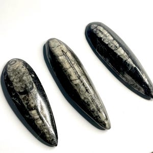 Hand-Carved Orthoceras Fossil Stone: Ancient Moroccan Decor (3-3.5&quot;)