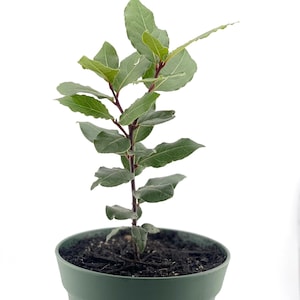 Laurierboom met gedroogde laurierblaadjes, mediterraan, laurier, binnen/buiten groenblijvende laurier, laurierplanten, sierplanten, kamerplanten