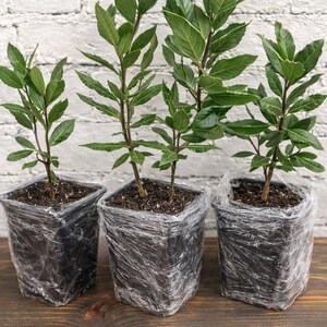Set of 4 Live Bay Laurel Trees with Aromatic Dried Bay Leaves – Mediterranean Evergreen (12” Tall) image 9