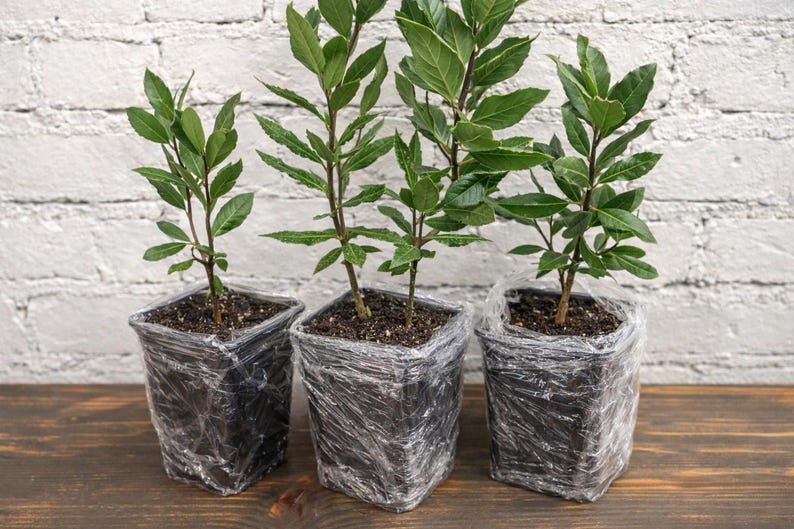 Set of 4 Live Bay Laurel Trees with Aromatic Dried Bay Leaves – Mediterranean Evergreen (12” Tall) image 9