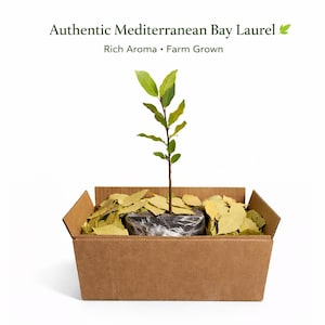 May include: A young bay laurel plant in a cardboard box, with dried bay leaves. The plant has green leaves and a thin brown stem. Text at the top reads "Authentic Mediterranean Bay Laurel, Rich Aroma, Farm Grown."