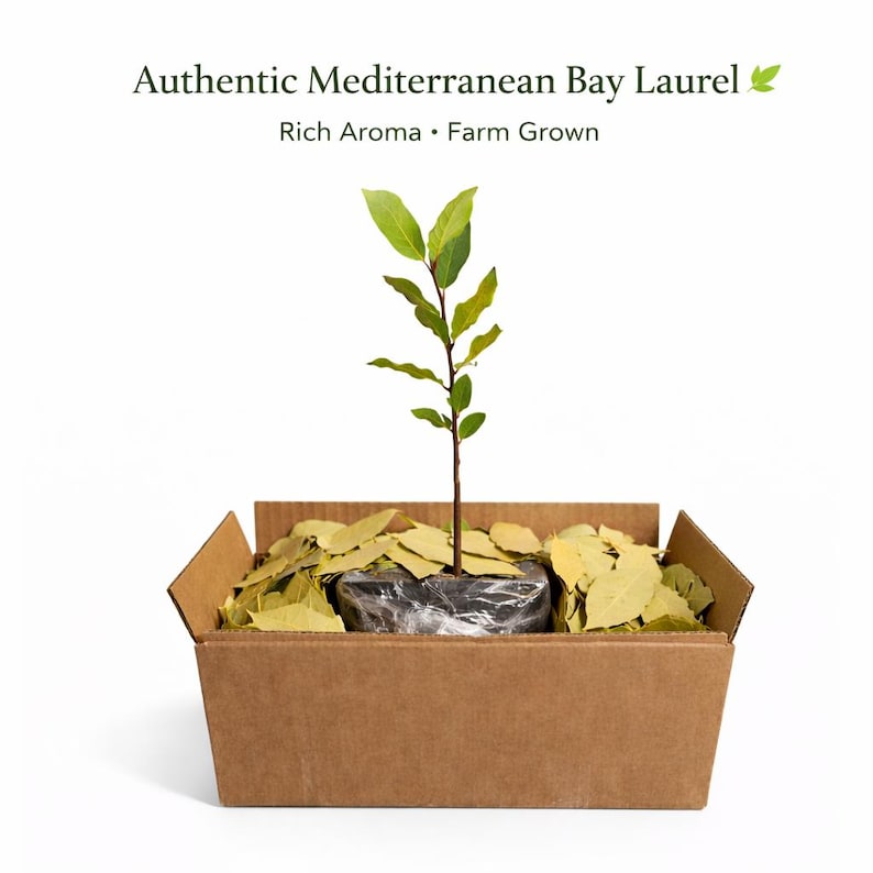 May include: A young bay laurel plant in a cardboard box, with dried bay leaves. The plant has green leaves and a thin brown stem. Text at the top reads "Authentic Mediterranean Bay Laurel, Rich Aroma, Farm Grown."