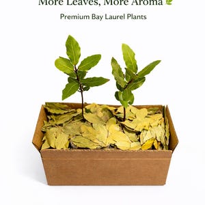 May include: A brown cardboard box containing dried bay laurel leaves and two small bay laurel plants. The plants have green leaves and brown stems. The text "More Leaves, More Aroma" and "Premium Bay Laurel Plants" is displayed above the box.
