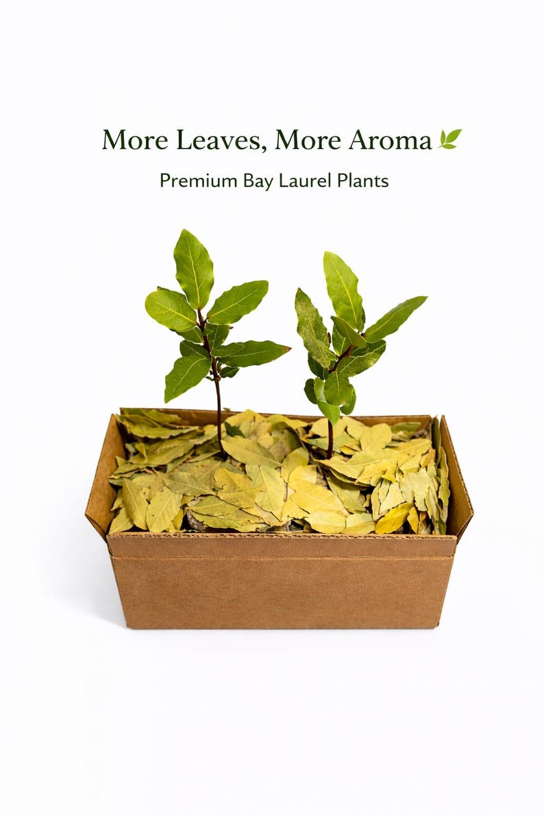 May include: A brown cardboard box containing dried bay laurel leaves and two small bay laurel plants. The plants have green leaves and brown stems. The text "More Leaves, More Aroma" and "Premium Bay Laurel Plants" is displayed above the box.