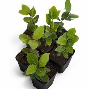 May include: Several small bay laurel plants in black square pots. The plants have bright green leaves and reddish-brown stems. The pots are filled with dark soil, set against a plain white background.