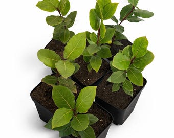Set van 4 levende laurierbomen met aromatische gedroogde laurierblaadjes – mediterraan groenblijvend (12 inch hoog)