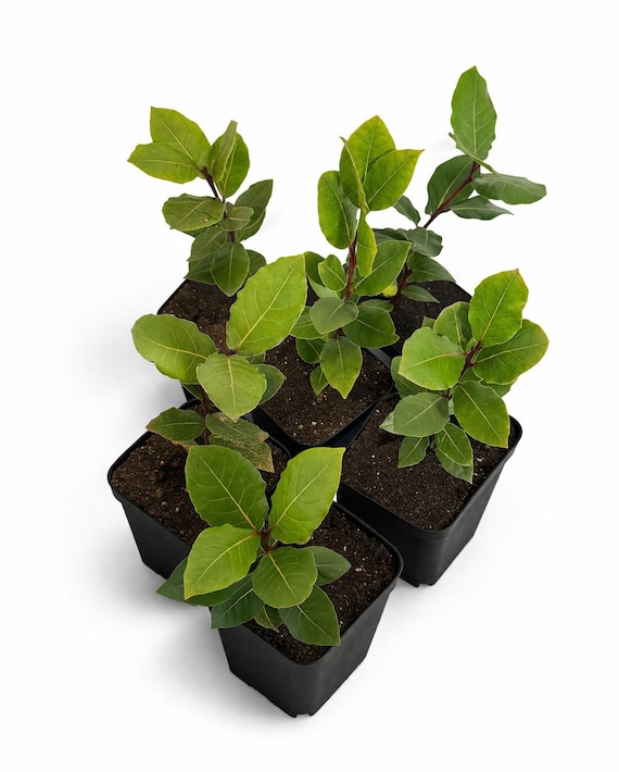Set of 4 Live Bay Laurel Trees with Aromatic Dried Bay Leaves – Mediterranean Evergreen (12” Tall)