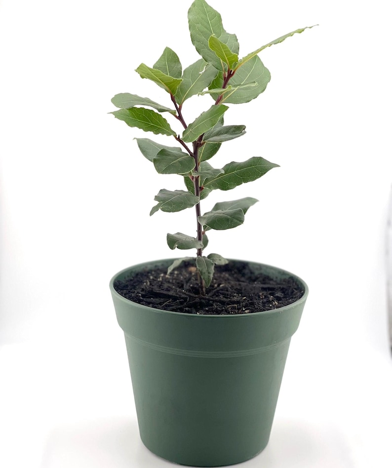 Organic Bay Laurel Tree