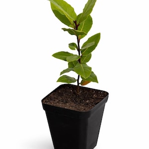 Mediterrane laurierboom 12 inch (Laurus Nobilis) – Levende plant met gedroogde laurierblaadjes – Keukenkruid