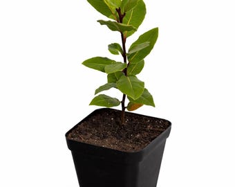 Laurel mediterráneo de 30 cm (Laurus nobilis) – Planta viva con hojas de laurel secas – Hierba culinaria